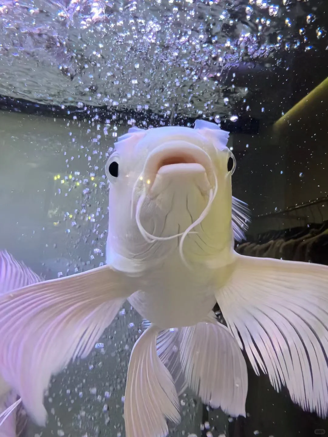 四十而已，宇宙尽头的快乐是姐妹局?