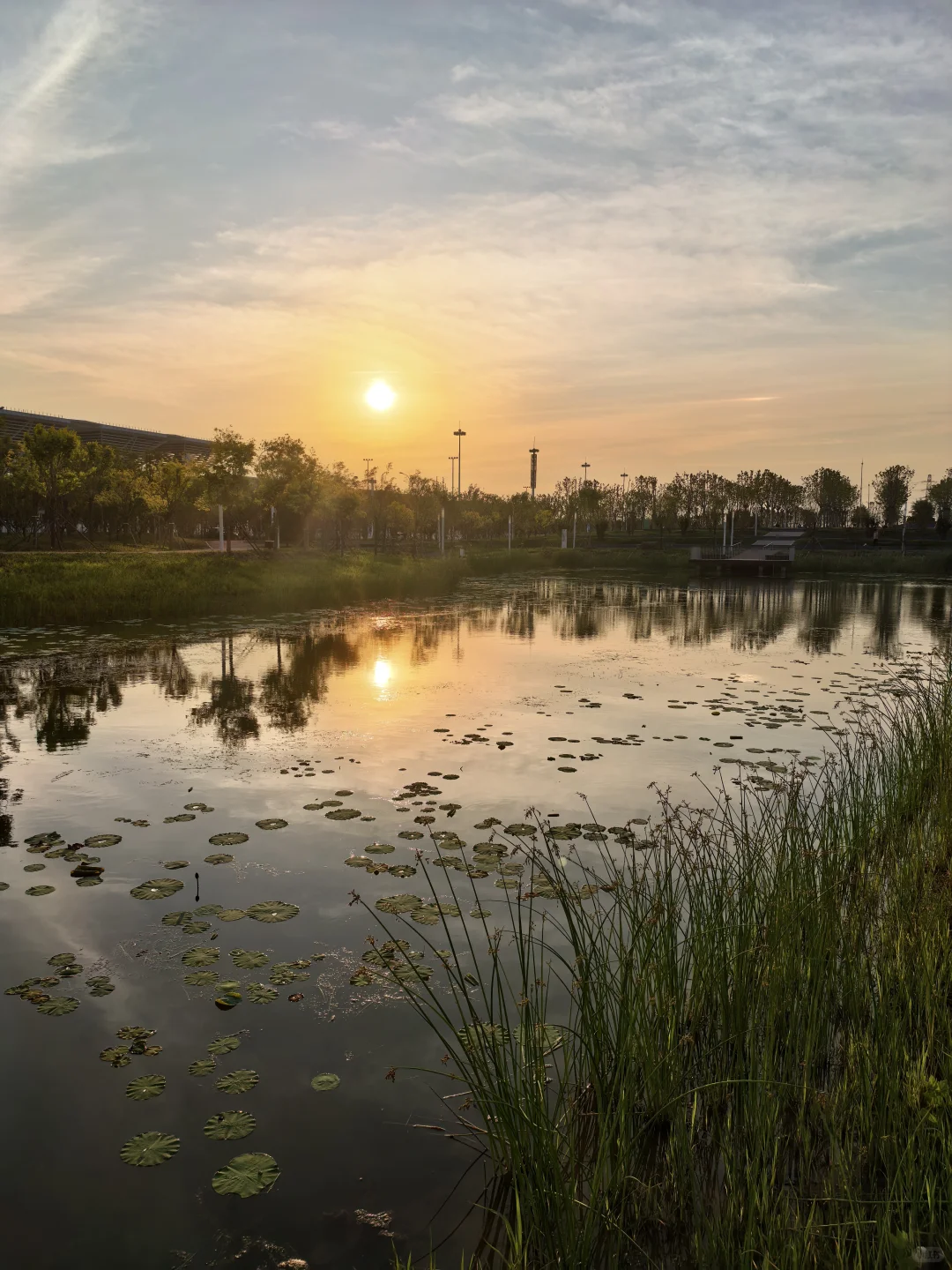 会展中心的公园是真的出片