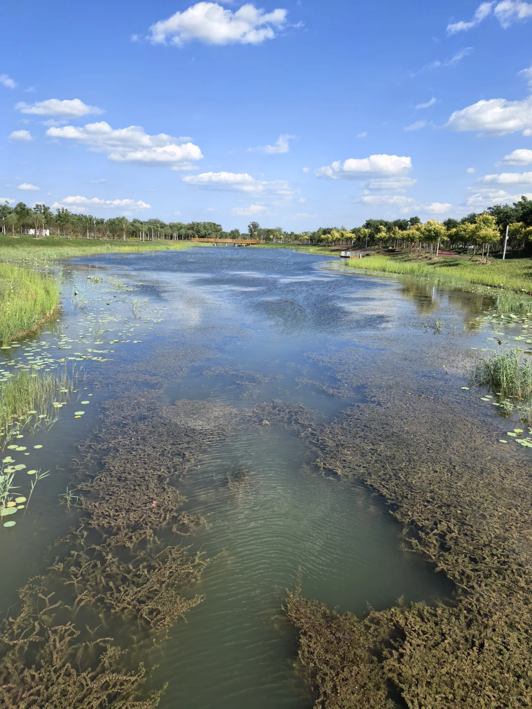 会展中心的公园是真的出片