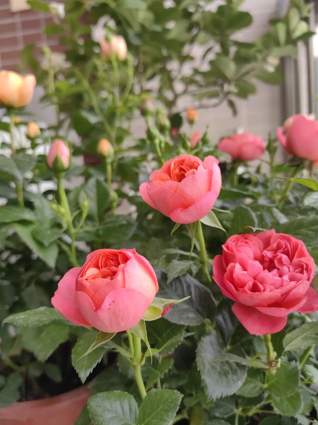 中年人的血脉觉醒——从养花开始