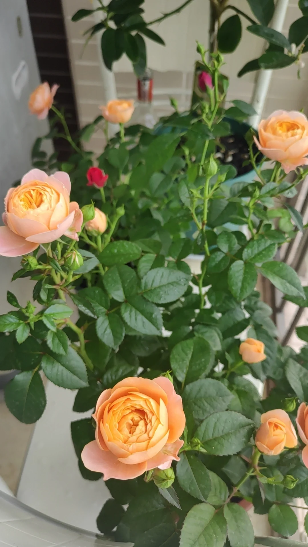 中年人的血脉觉醒——从养花开始