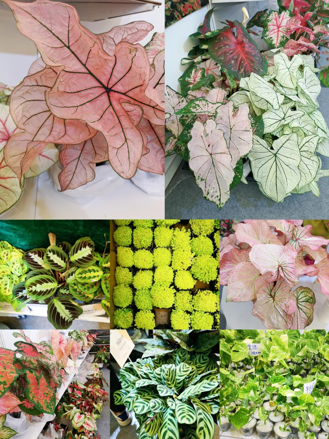 中国国际花卉园艺展览会︳在展会过春天