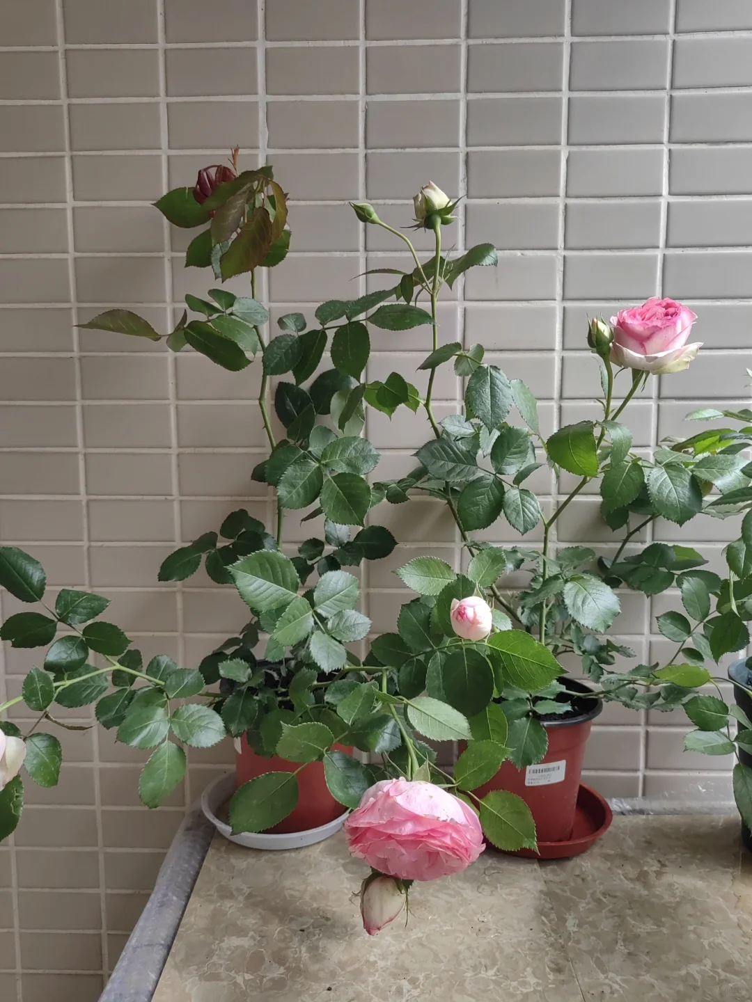 中年人的血脉觉醒——从养花开始