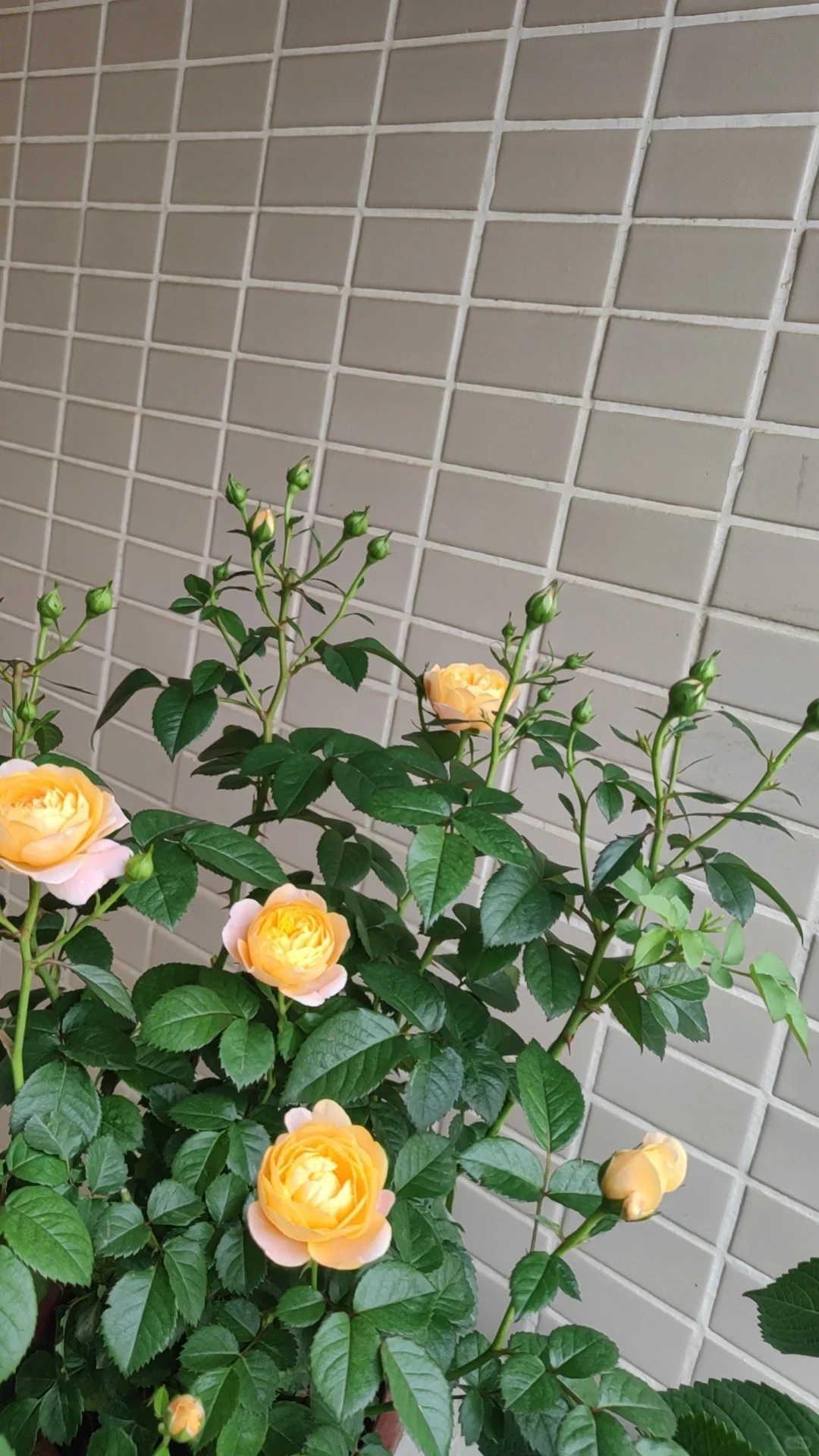 中年人的血脉觉醒——从养花开始