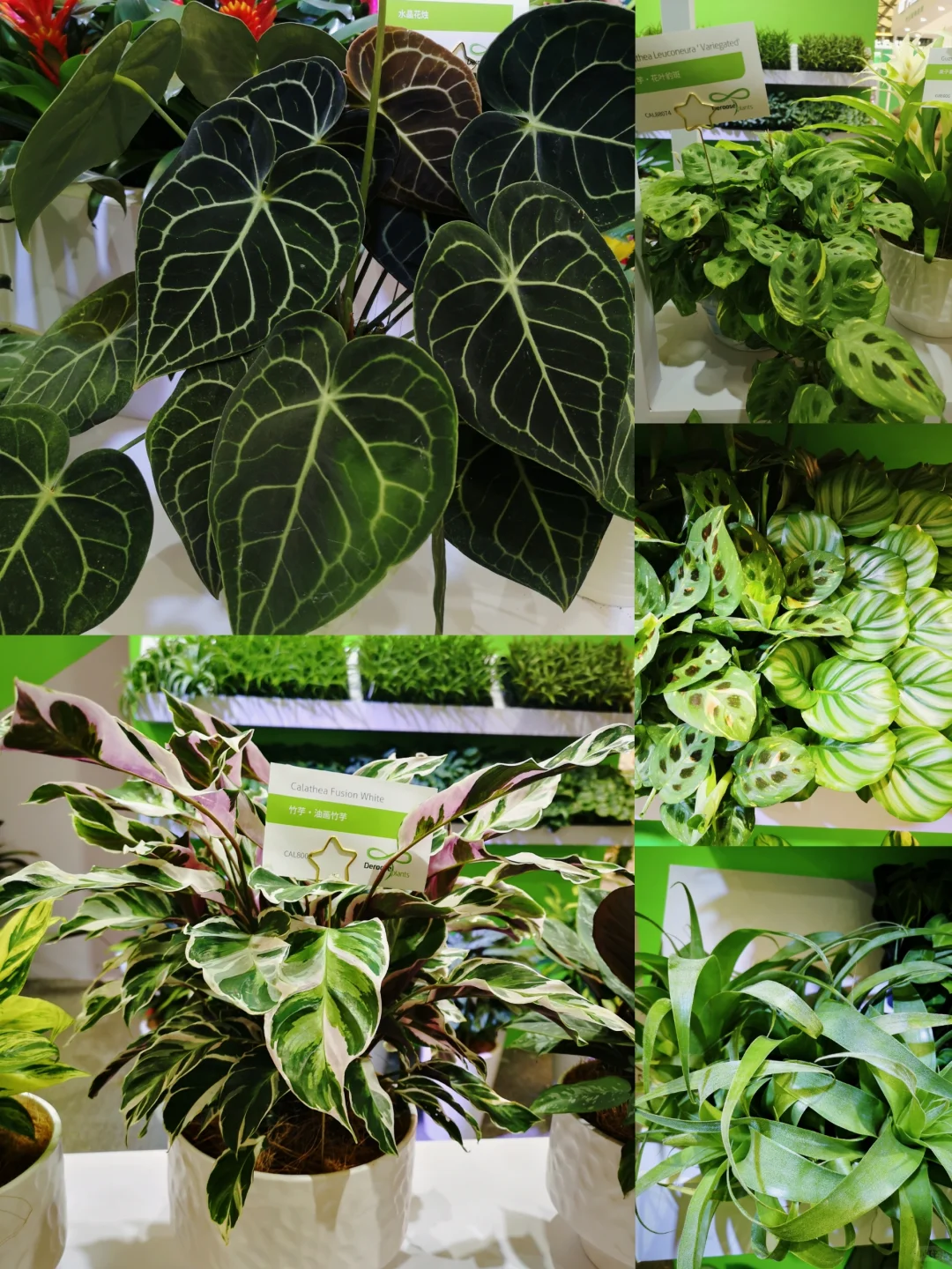 中国国际花卉园艺展览会︳在展会过春天