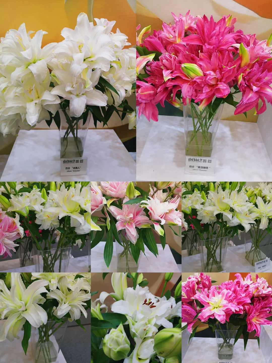 中国国际花卉园艺展览会︳在展会过春天