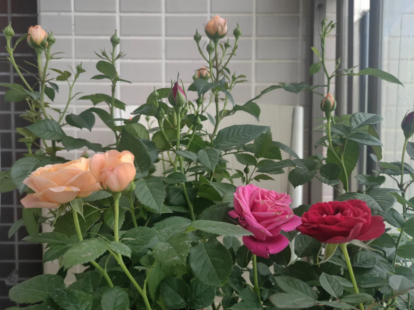 中年人的血脉觉醒——从养花开始