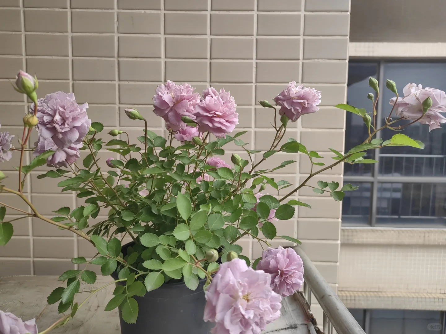 中年人的血脉觉醒——从养花开始