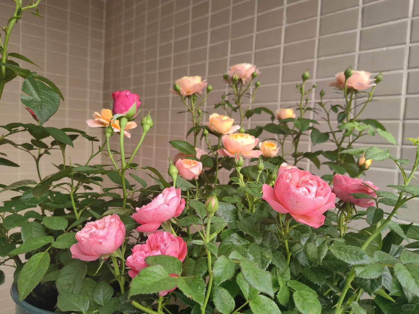 中年人的血脉觉醒——从养花开始