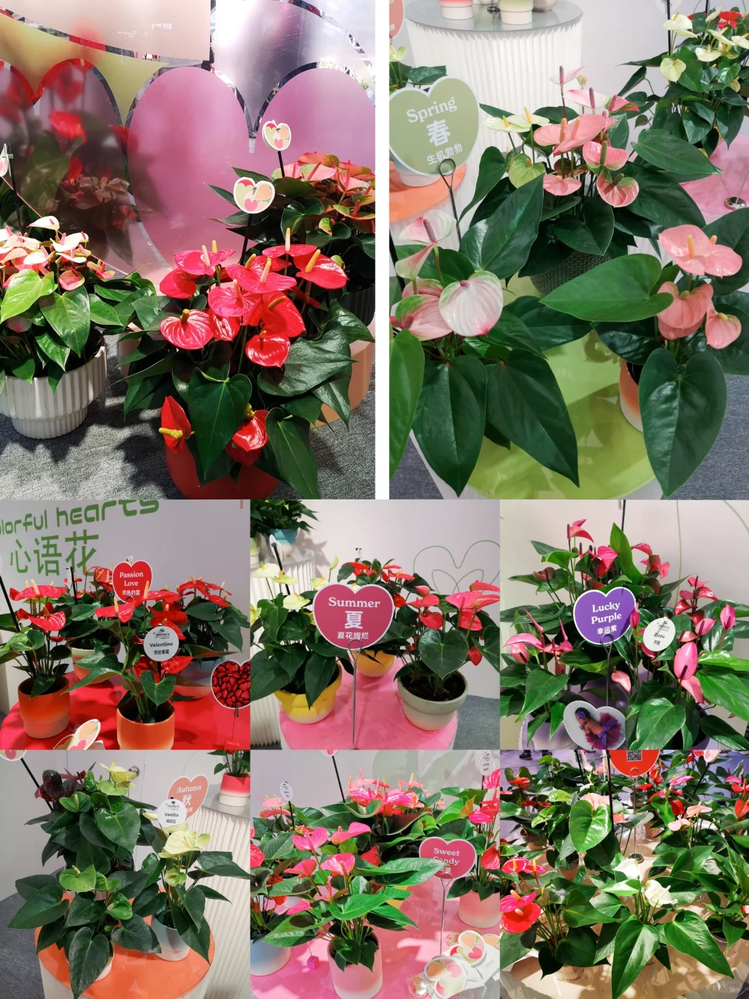 中国国际花卉园艺展览会︳在展会过春天