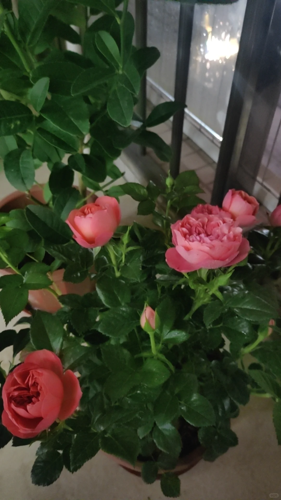 中年人的血脉觉醒——从养花开始