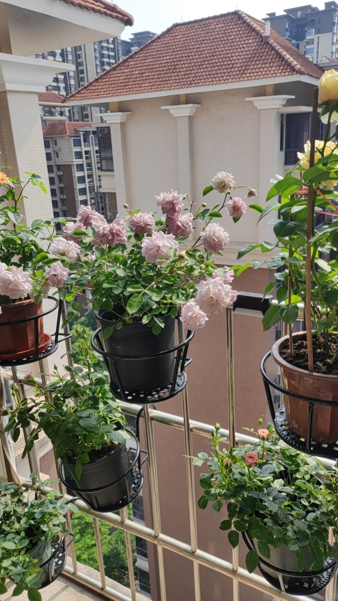 中年人的血脉觉醒——从养花开始