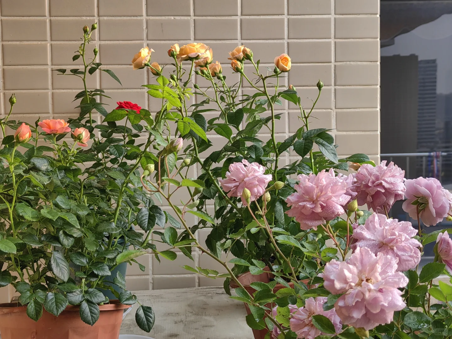 中年人的血脉觉醒——从养花开始