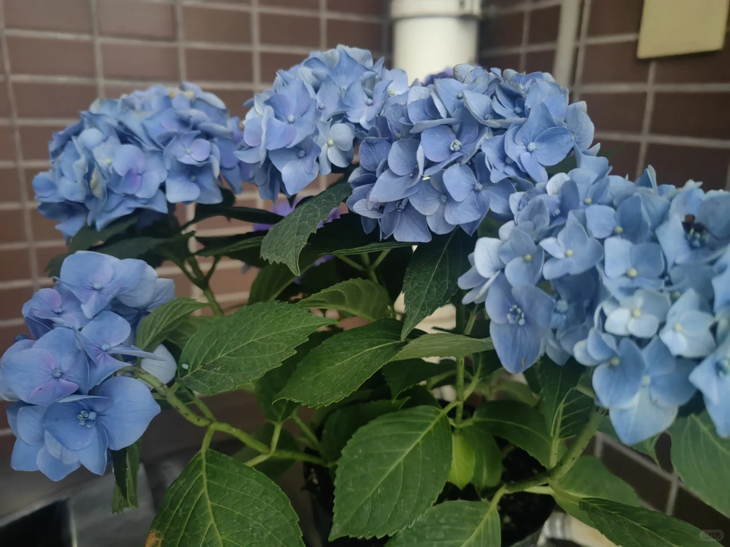 中年人的血脉觉醒——从养花开始