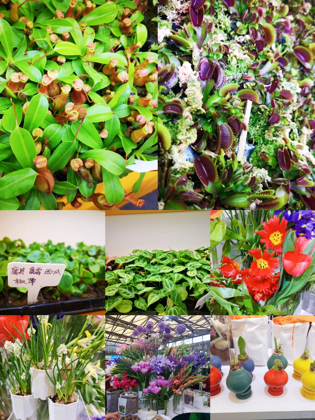 中国国际花卉园艺展览会︳在展会过春天