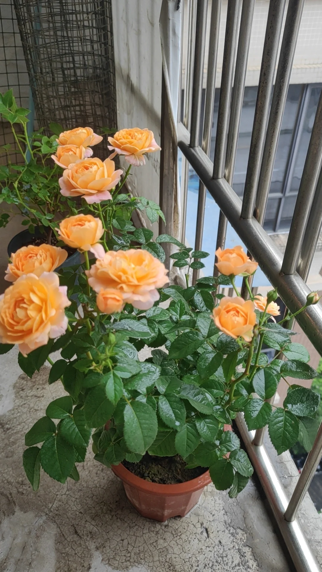 中年人的血脉觉醒——从养花开始