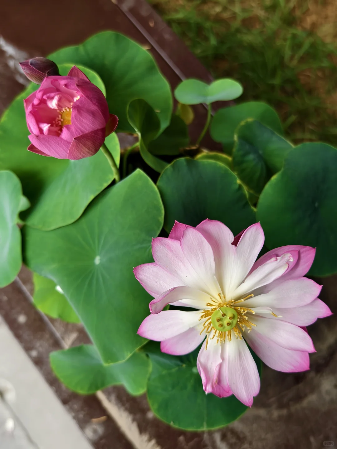 独享一场雨荷盛宴！