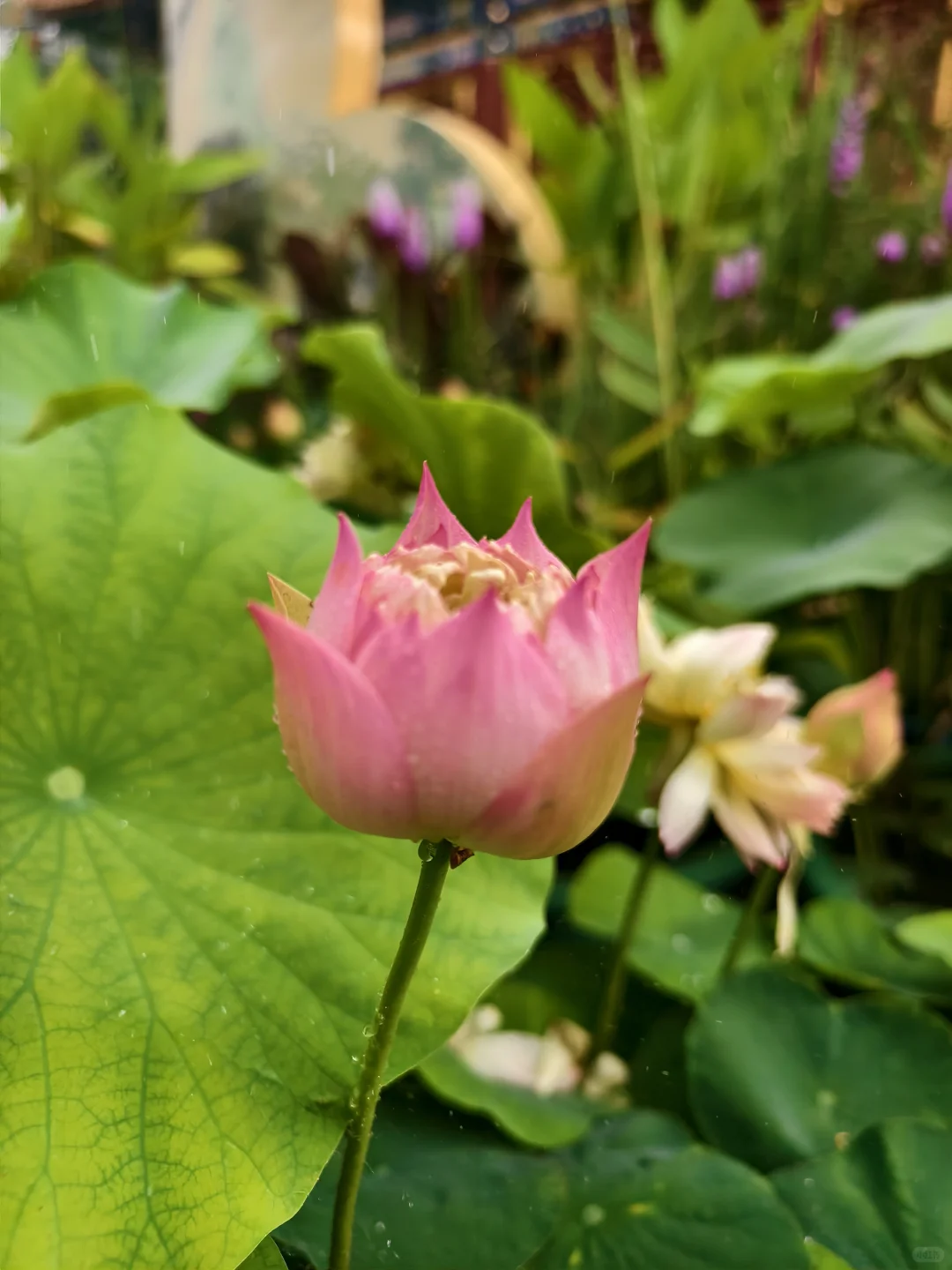 独享一场雨荷盛宴！