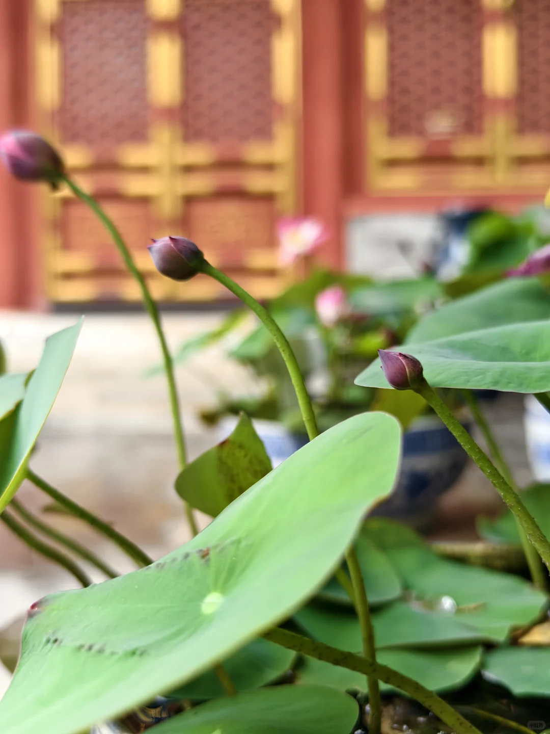 独享一场雨荷盛宴！