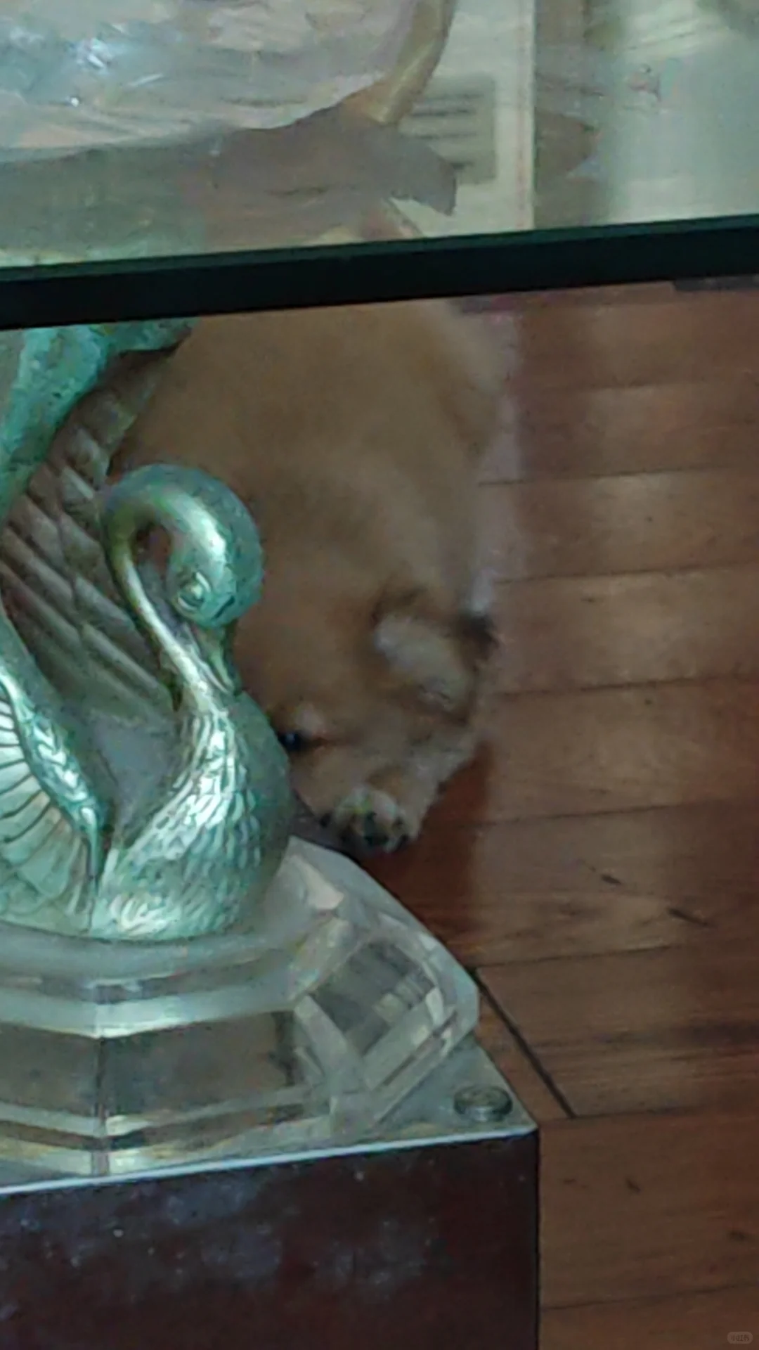 喜欢钻茶几的小鼻嘎