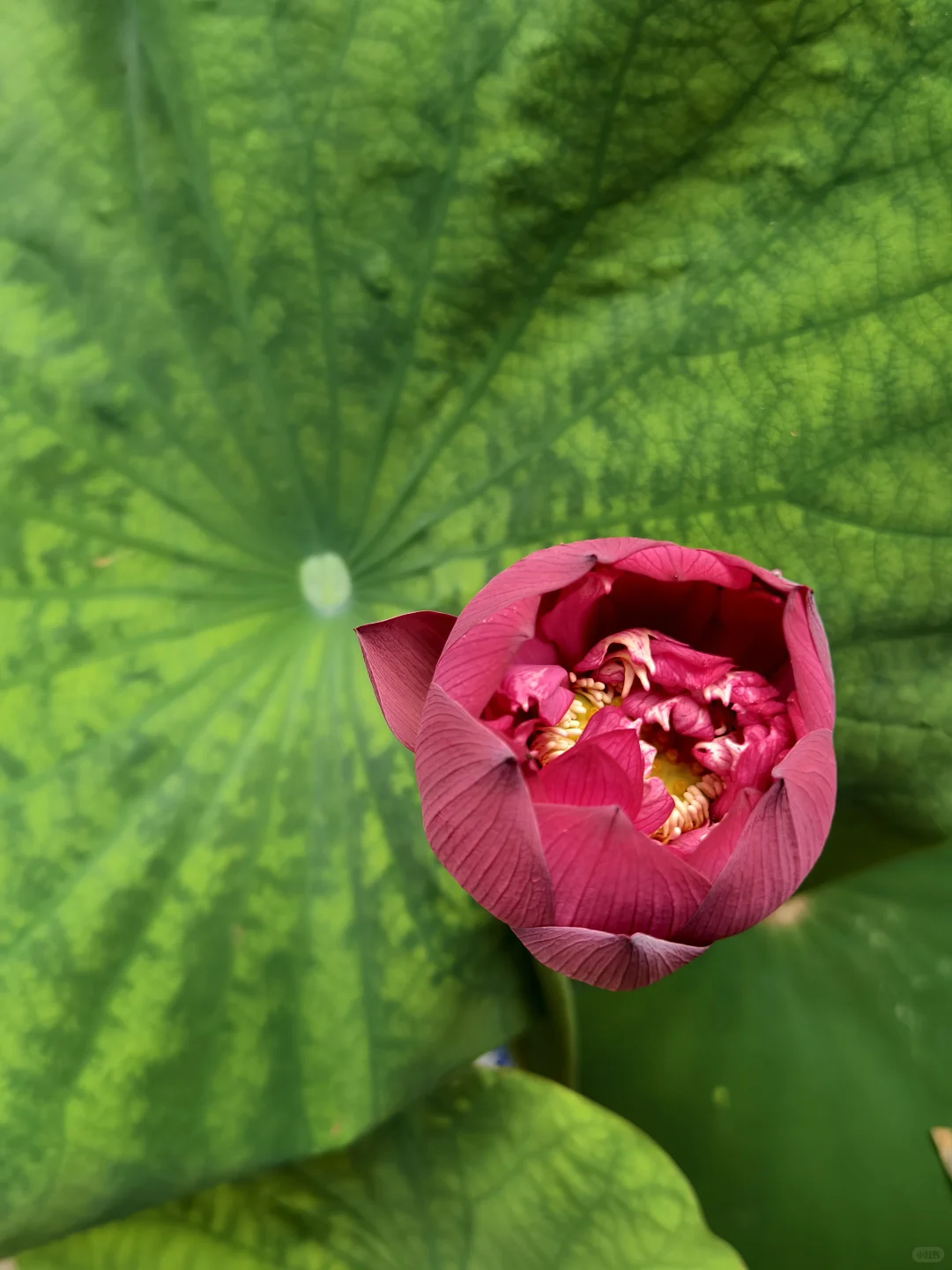 独享一场雨荷盛宴！
