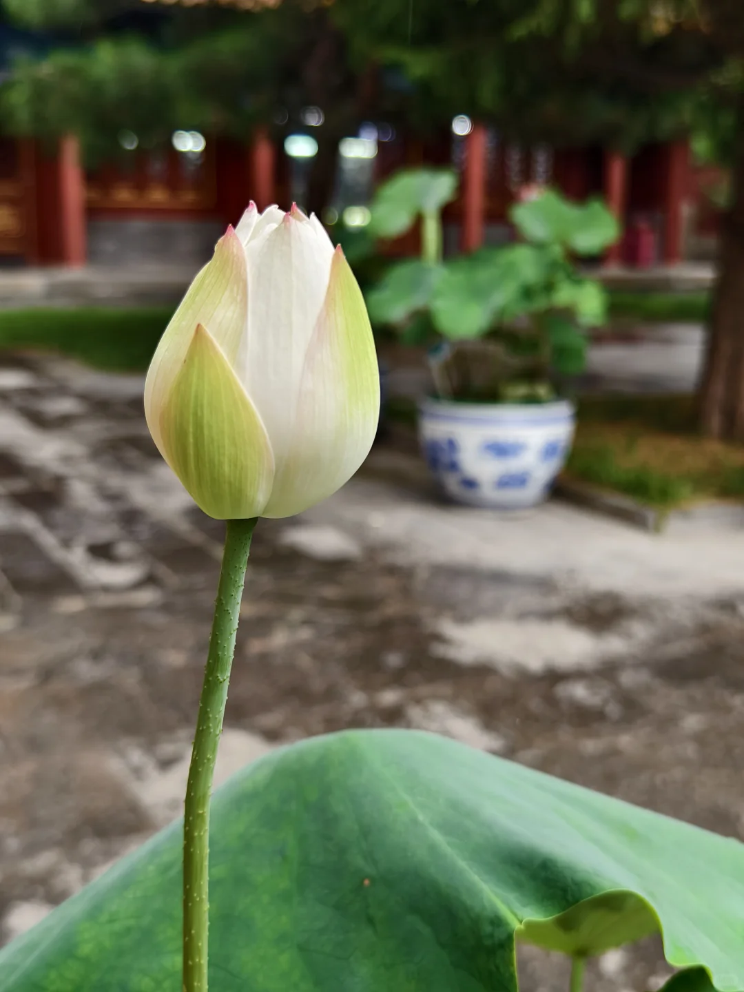 独享一场雨荷盛宴！