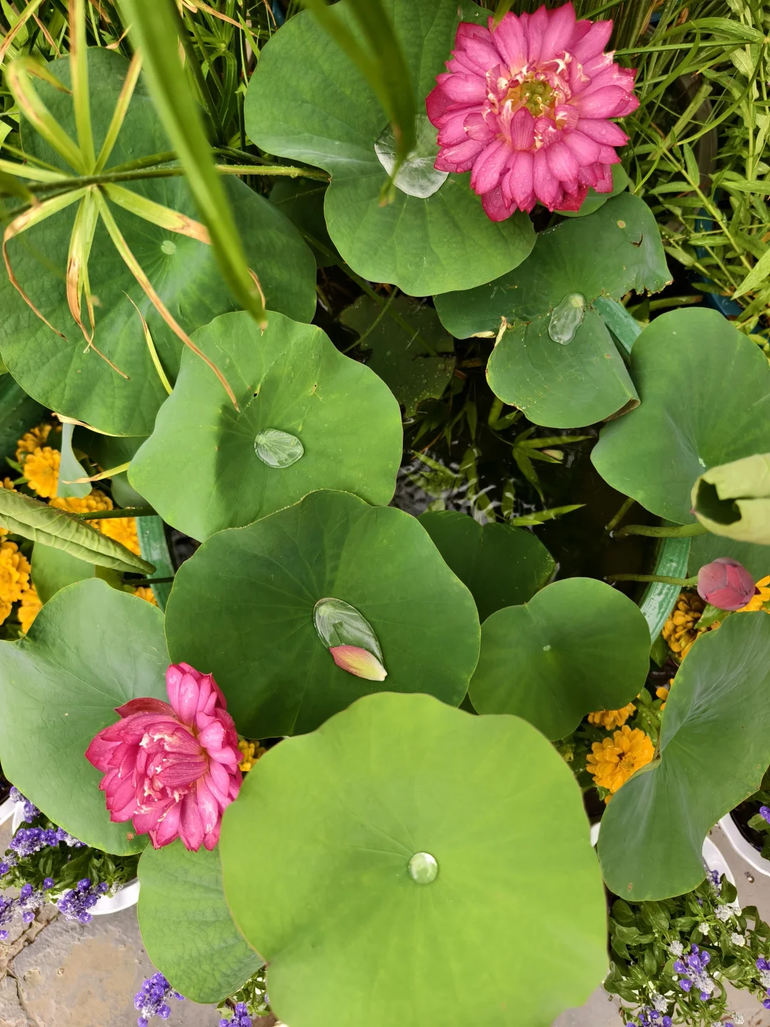 独享一场雨荷盛宴！