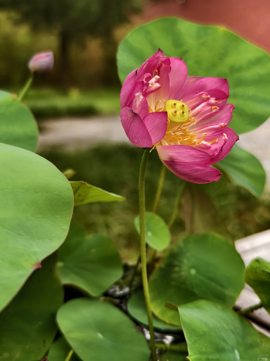 独享一场雨荷盛宴！