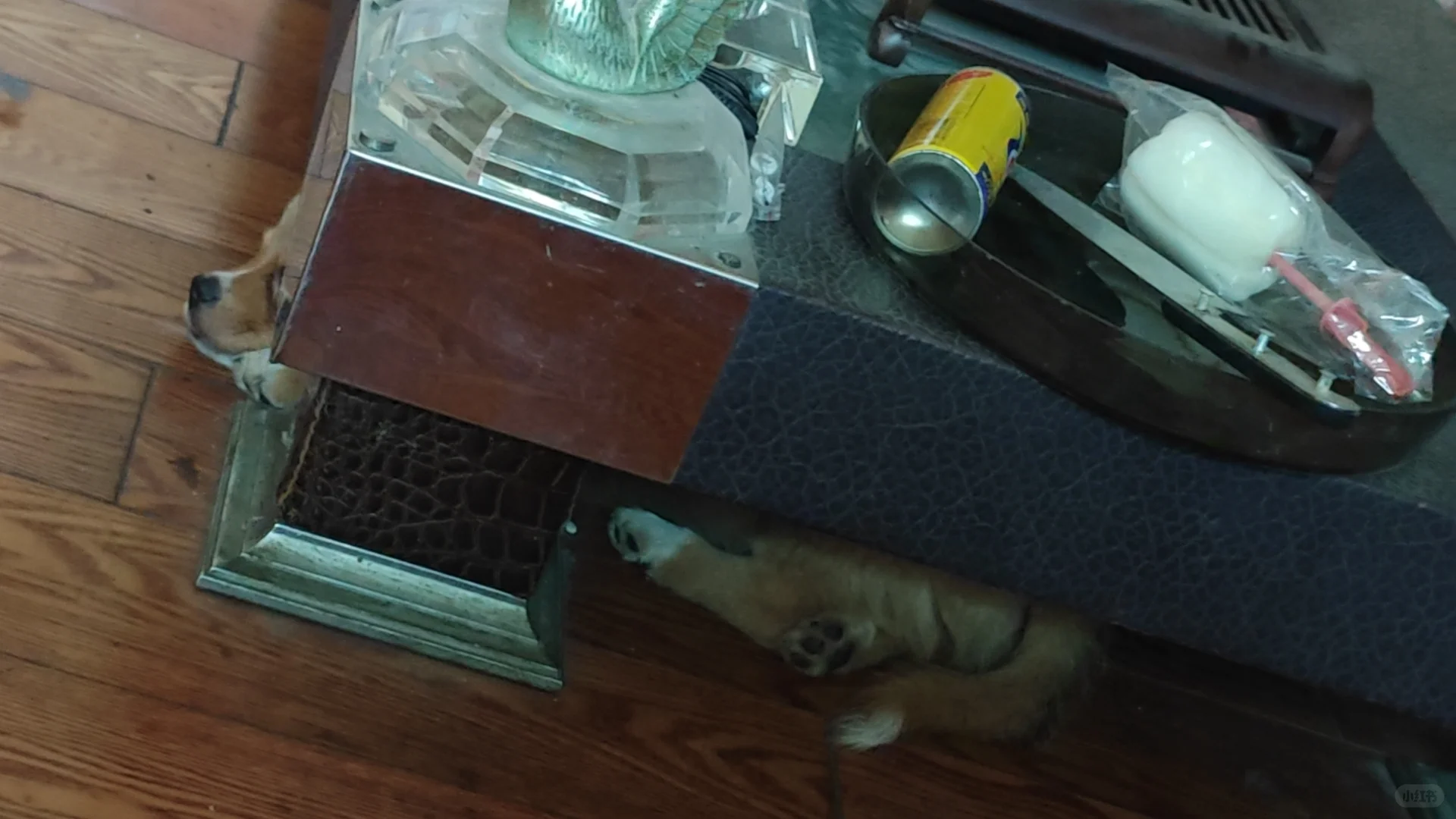 喜欢钻茶几的小鼻嘎