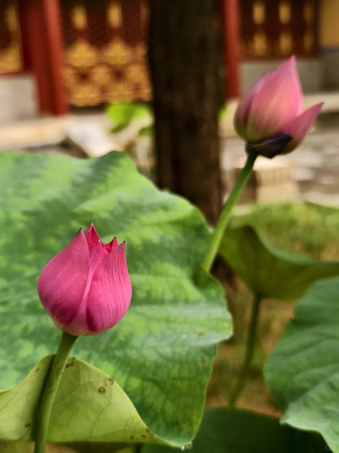 独享一场雨荷盛宴！