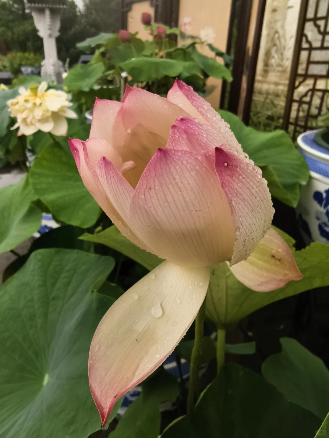 独享一场雨荷盛宴！