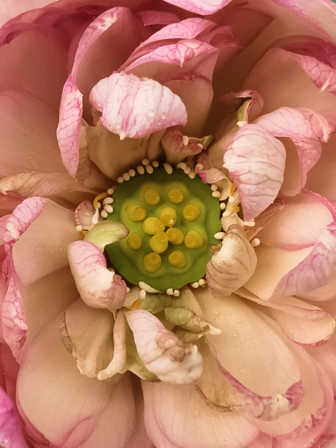 独享一场雨荷盛宴！