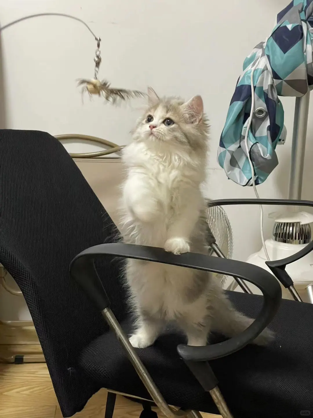 反抗是没有用的ꉂ(ˊᗜˋ*)