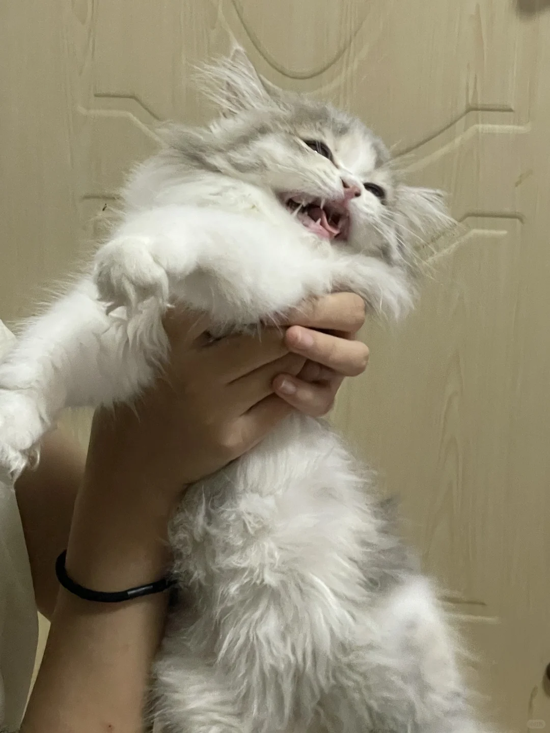 反抗是没有用的ꉂ(ˊᗜˋ*)