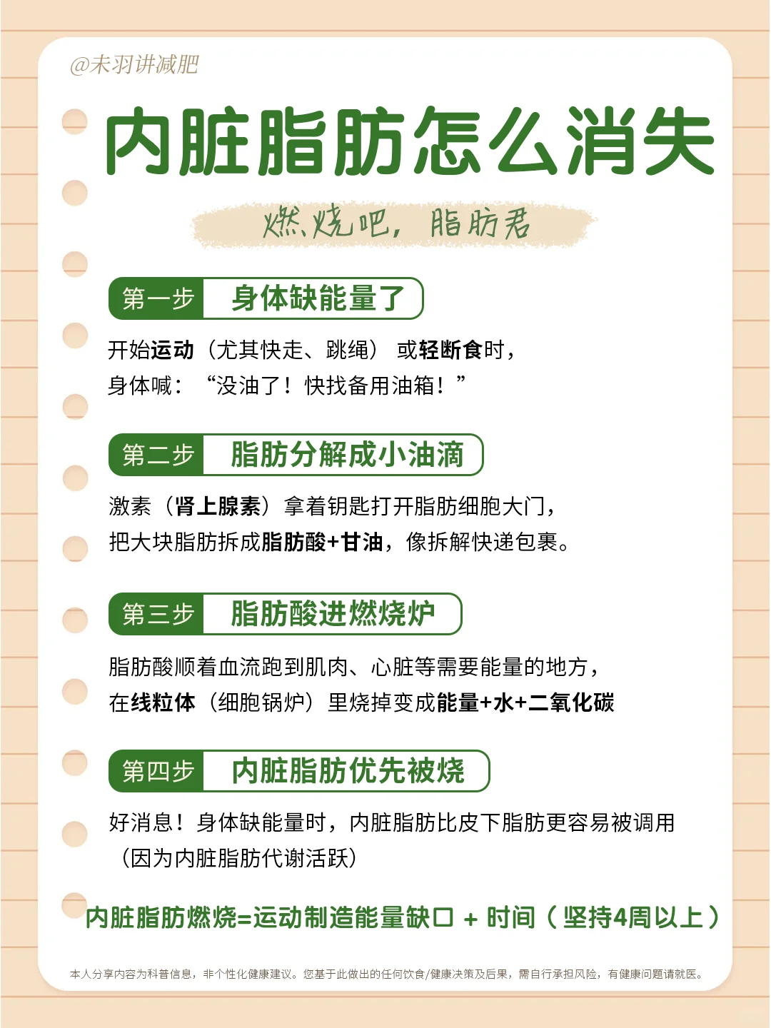 ? 瘦肚子！内脏脂肪全攻略