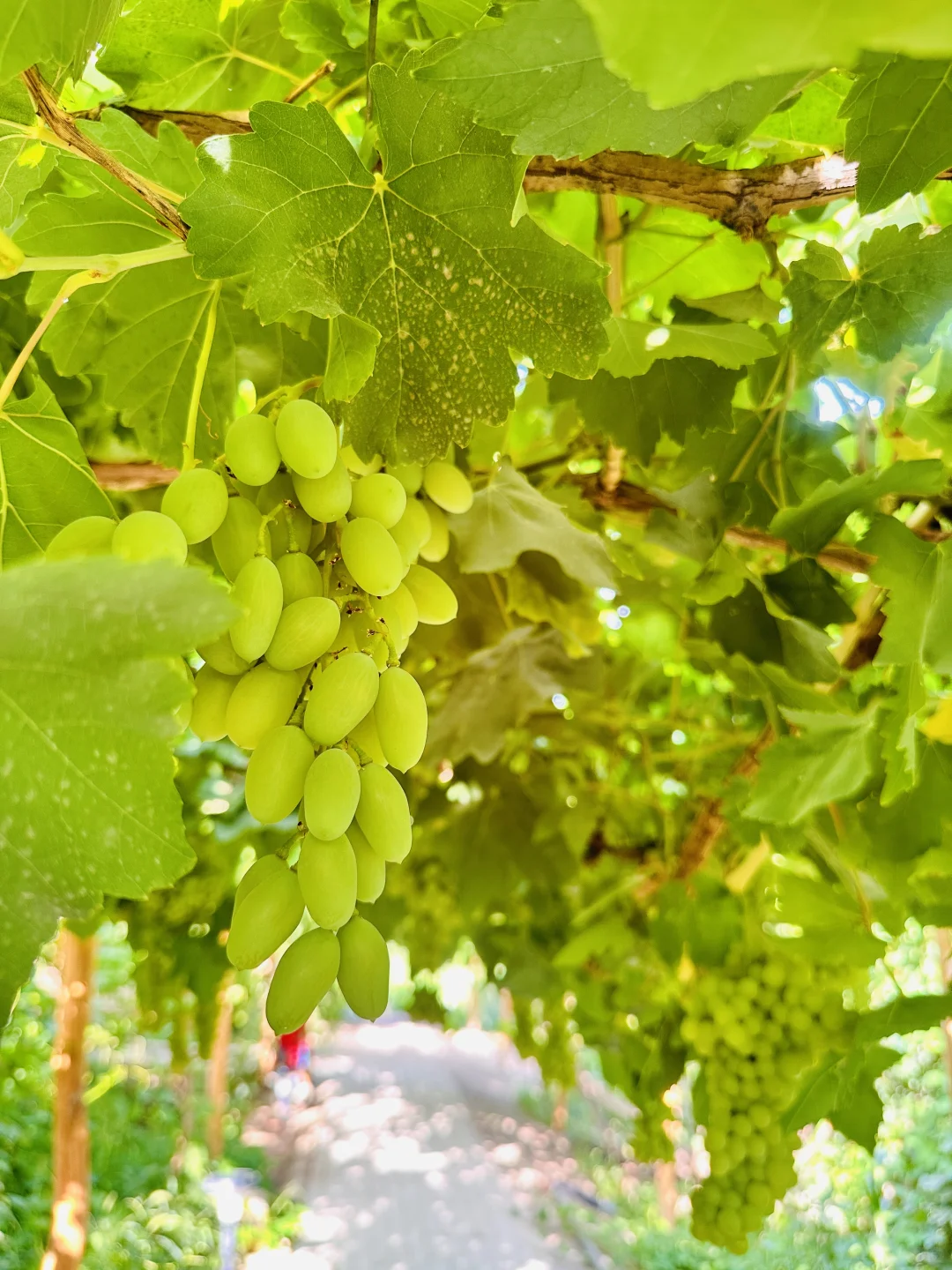 避雷?!!吐鲁番葡萄沟??