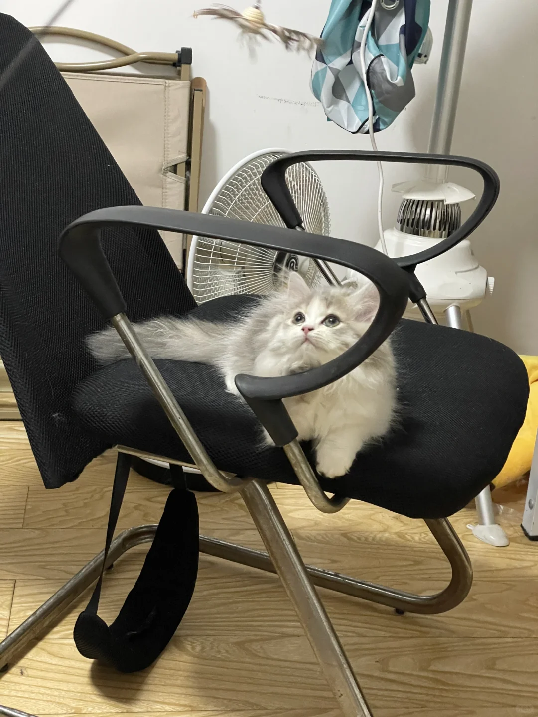 反抗是没有用的ꉂ(ˊᗜˋ*)