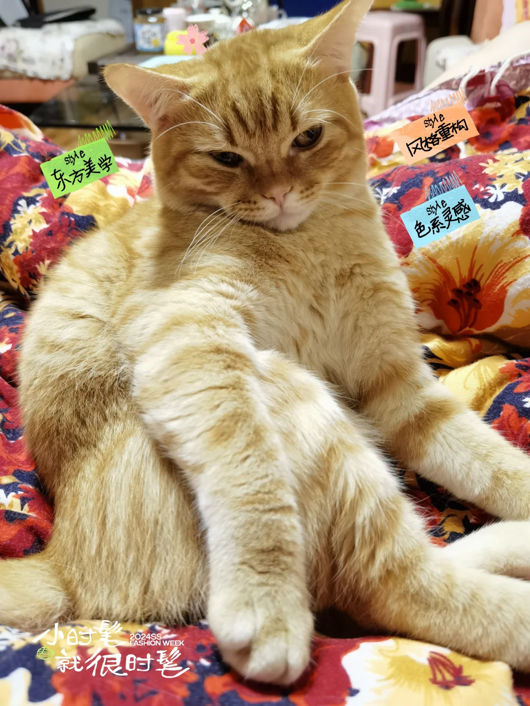 想要一个全是橘猫的评论区！！