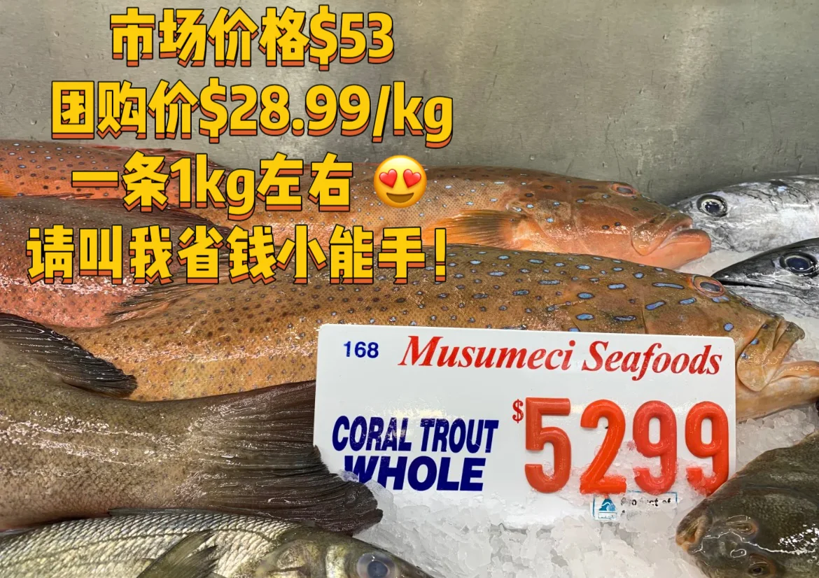 ??此刻离开悉尼疯狂想念?半价东星斑团购