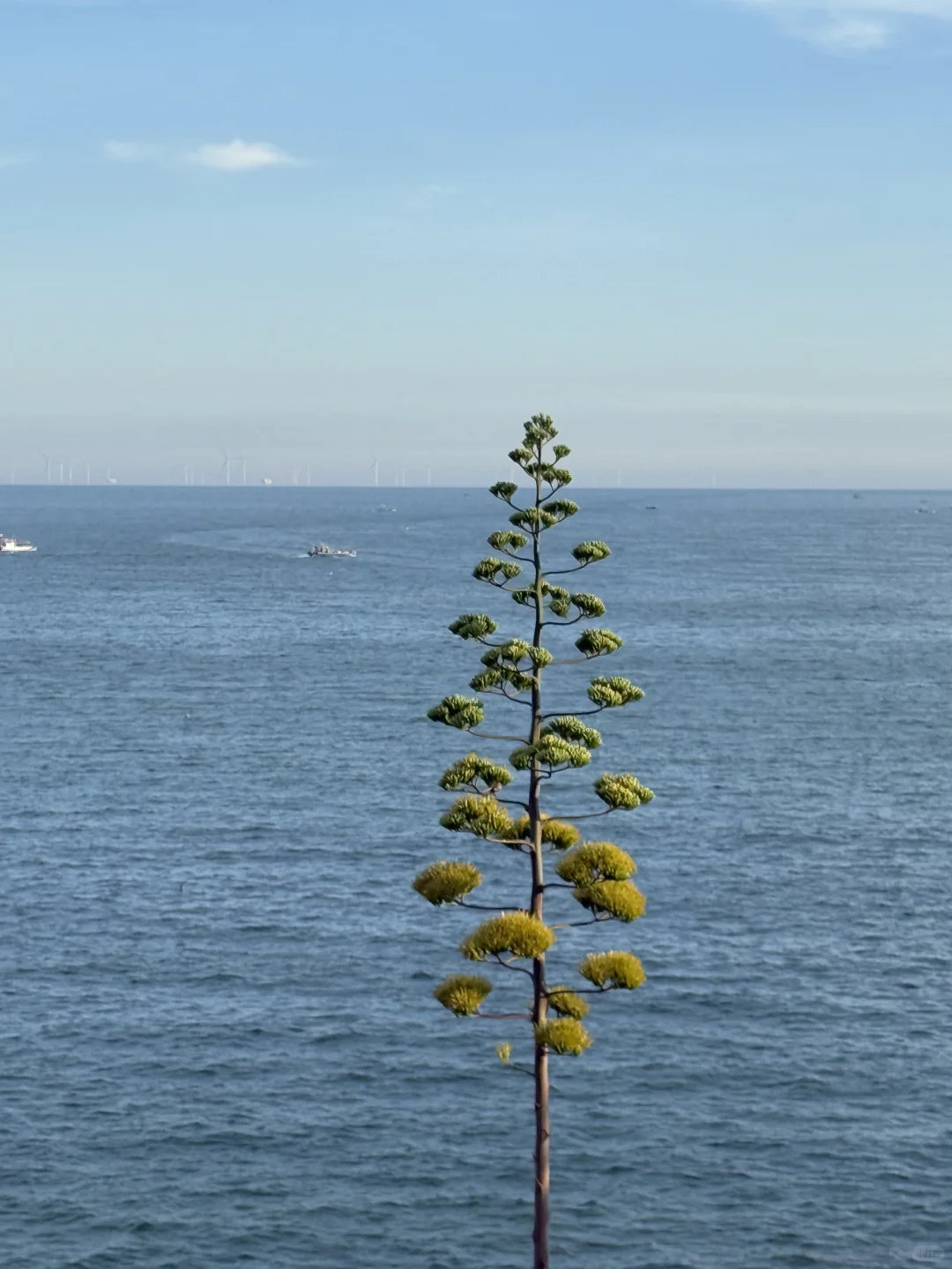 长条纹yyds | 孕期海边穿搭～