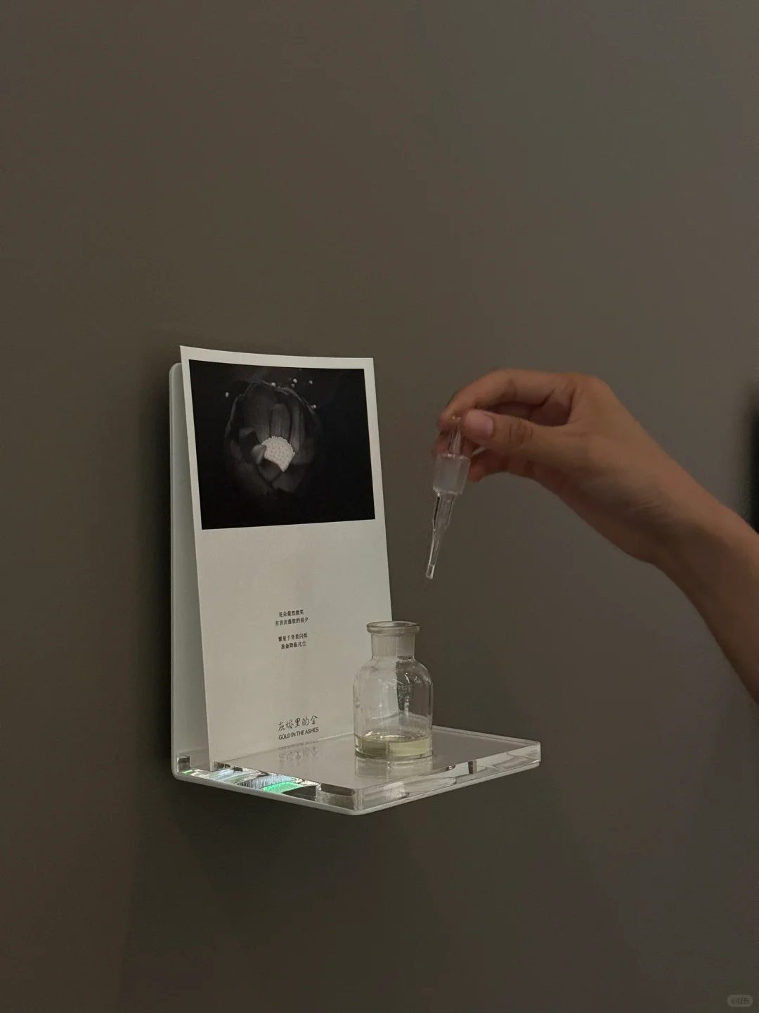 新展| 森冈书店×SIGMA