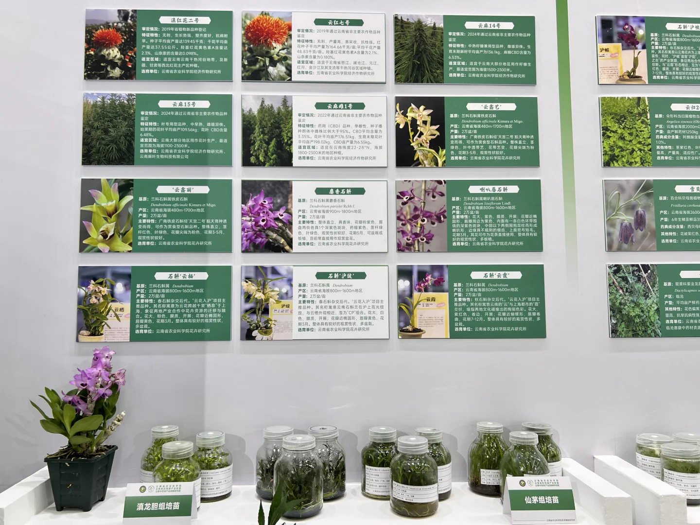 第9届南博会•中药材产业馆完美收官