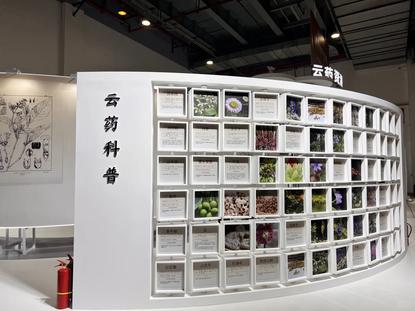 第9届南博会•中药材产业馆完美收官