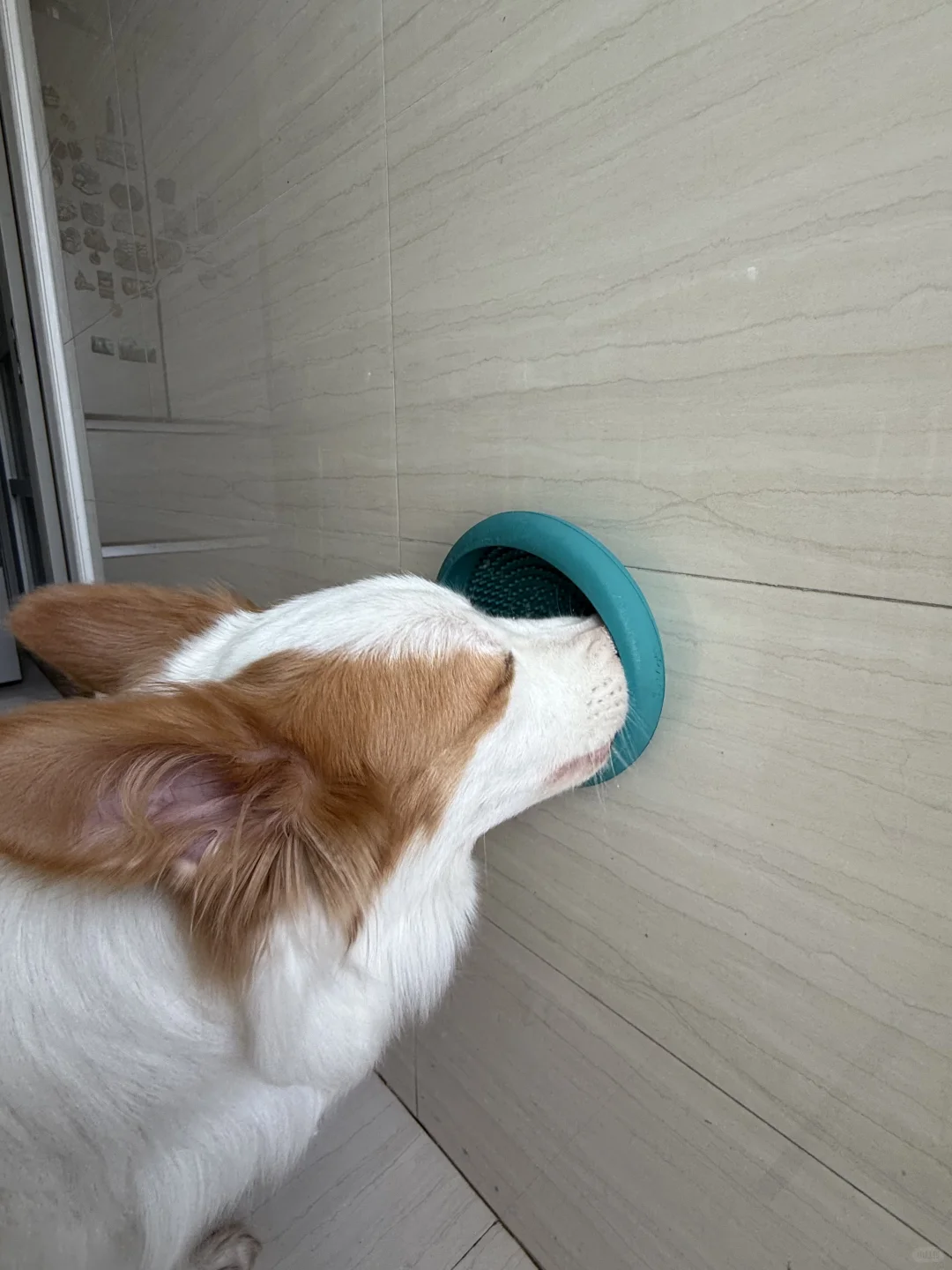 它博会｜打猎回来 附攻略