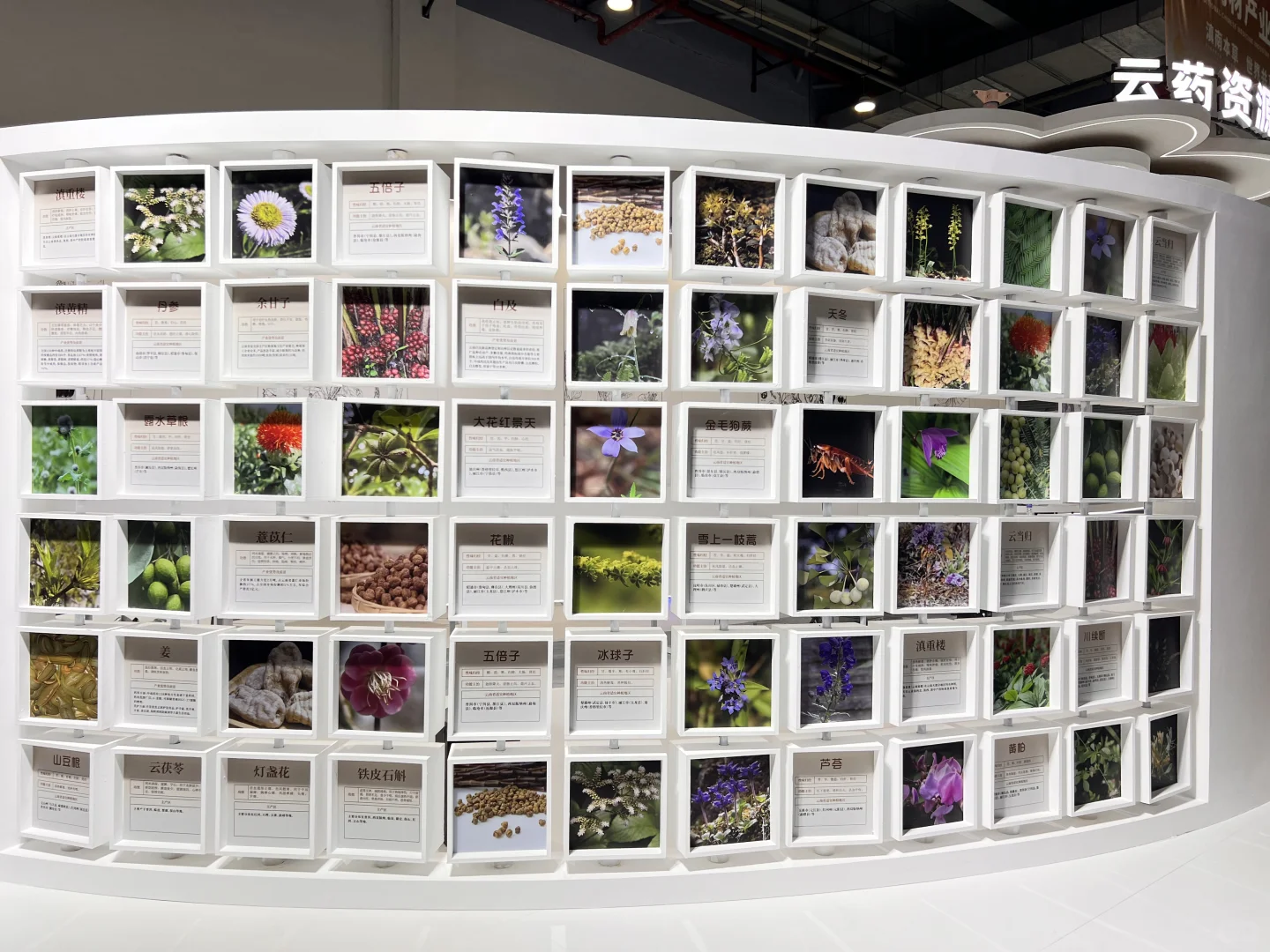 第9届南博会•中药材产业馆完美收官