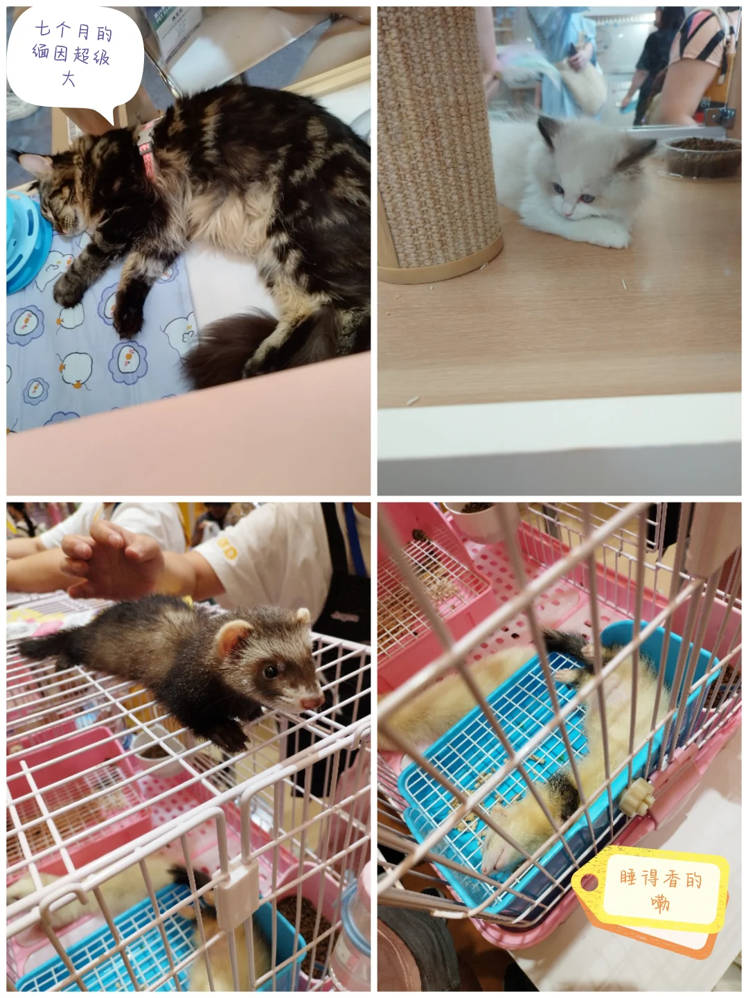 亚宠展 | 宠物界的狂欢盛宴