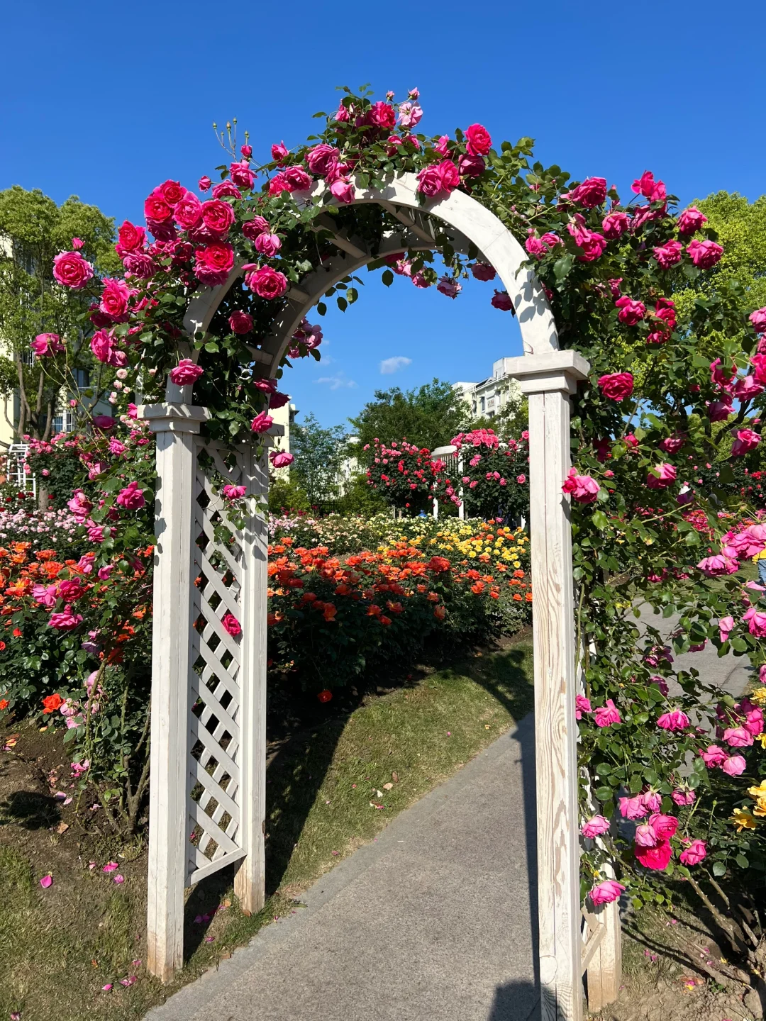 单身中年少女的爱好