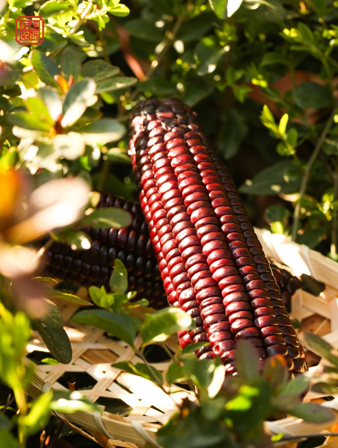 把江苏省农科院的好玉米带来小红书?