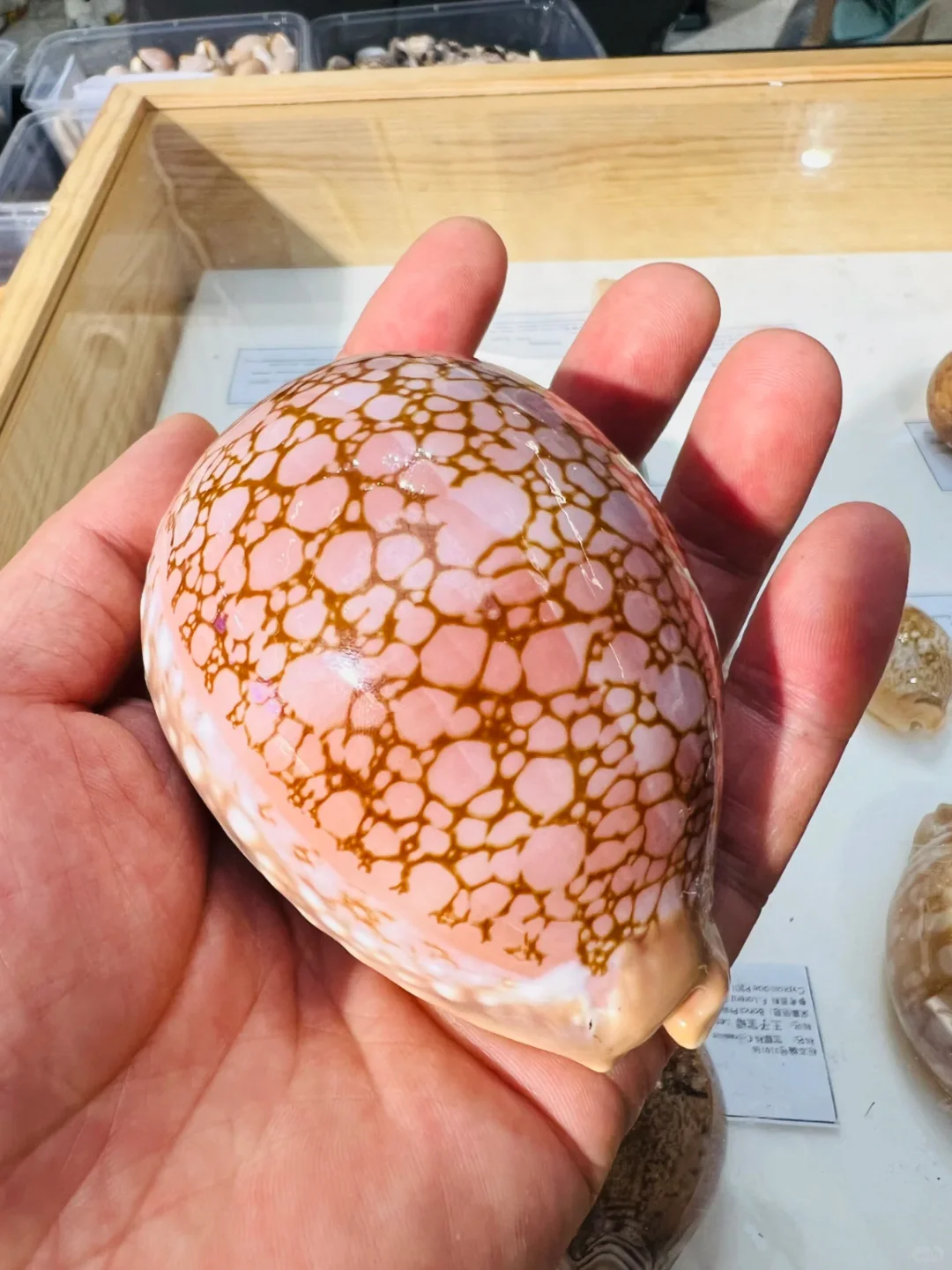 上海贝壳展，攻略来了