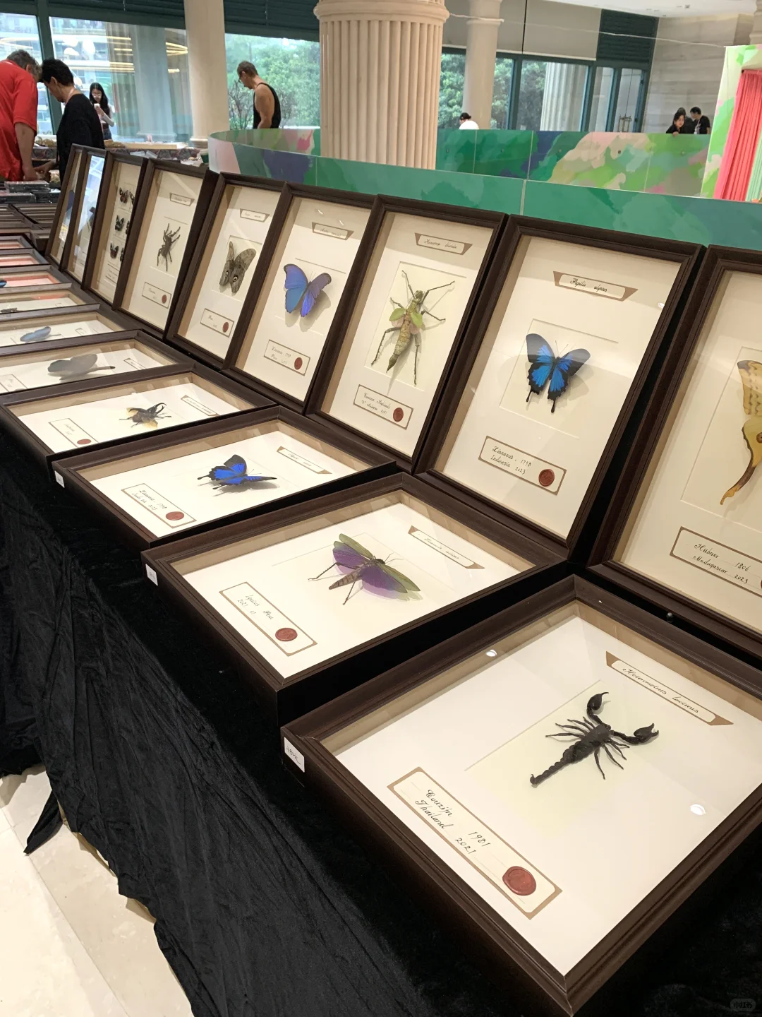 上海贝壳展，攻略来了